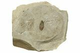 Eocene Fossil Seed - Green River Formation, Utah #262403-1